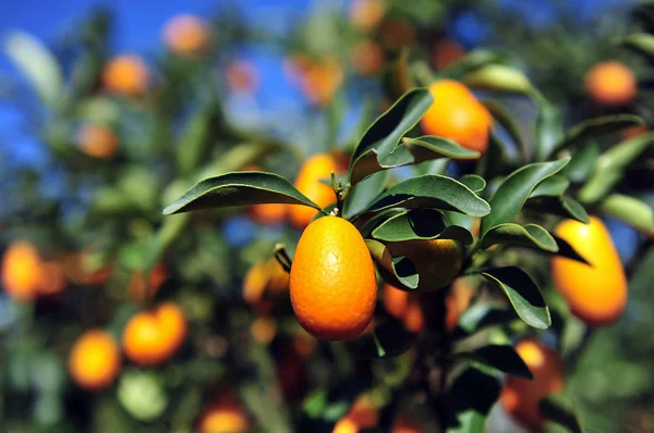 Chiński pomarańczowy — Zdjęcie stockowe