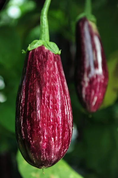 Aubergine eggplant — Stock Photo, Image