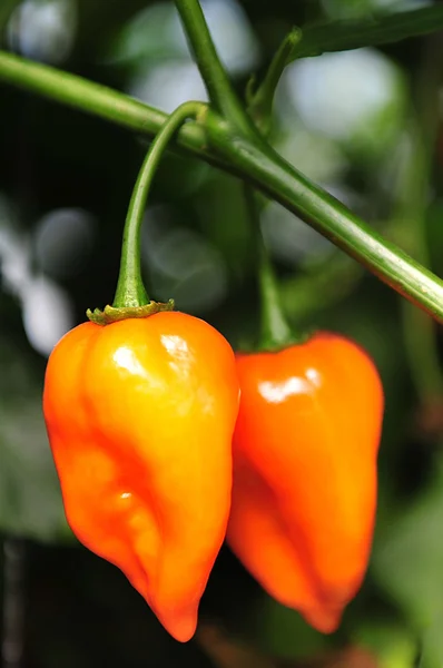 Forró chilis - habanero — Stock Fotó