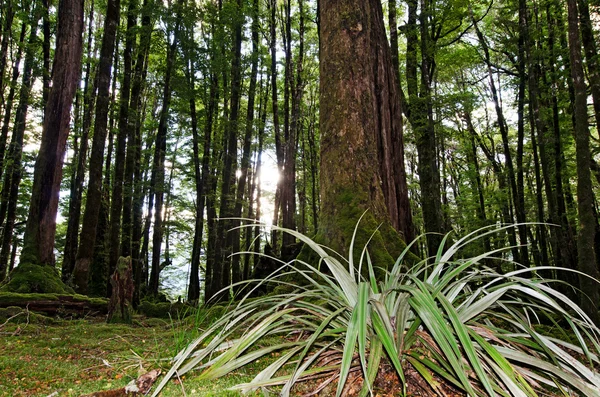 Fiordland - Nova Zelândia — Fotografia de Stock