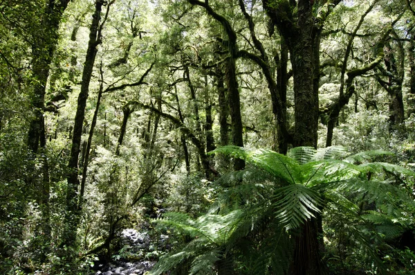 Fiordland - Nieuw-Zeeland — Stockfoto