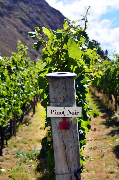 Pinot Noir sign on grape vine — Stock Photo, Image