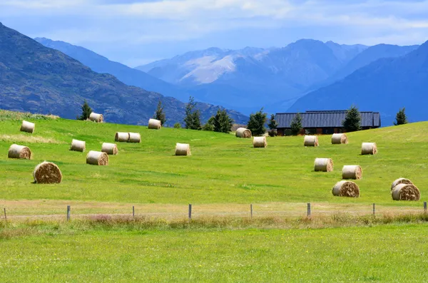 Otago - Nya Zeeland — Stockfoto