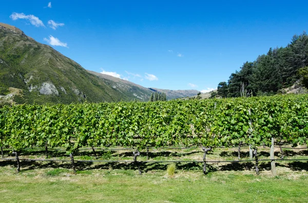 Otago - Nieuw-Zeeland — Stockfoto