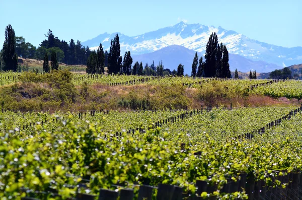 Otago - New Zealand — Stock Photo, Image