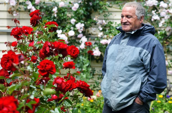 Maduro homem olha para vermelho rosas flor — Fotografia de Stock