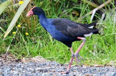 pukeko