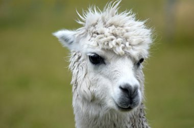 Lama.