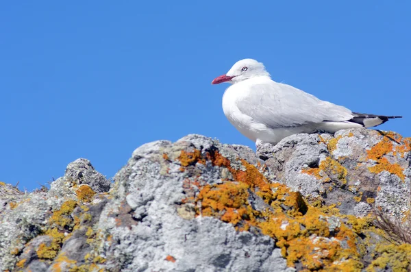 Gaviota de pico rojo — Foto de Stock