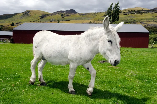 Burro branco — Fotografia de Stock