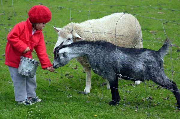 Little girl feed animals — Stock Photo, Image