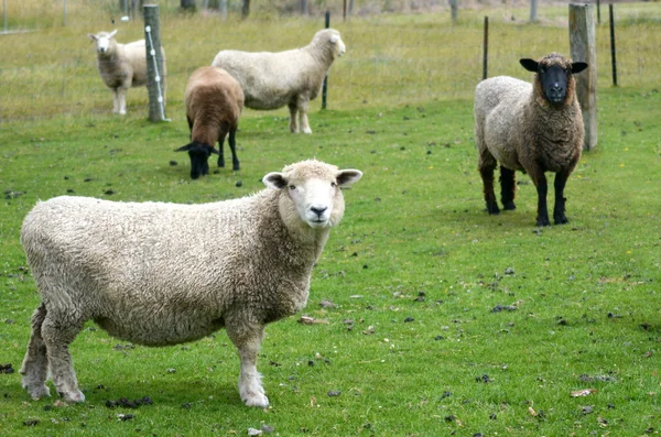 Landbouw in Nieuw-Zeeland — Stockfoto