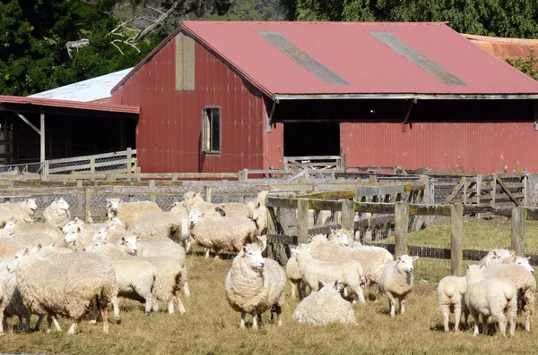 Agricultura en Nueva Zelanda —  Fotos de Stock