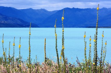 Lake Wakatipu New Zealand clipart