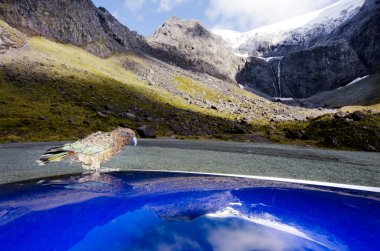 Kea - New Zealand wildlife clipart