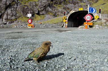 Kea - Yeni Zelanda yaban hayatı
