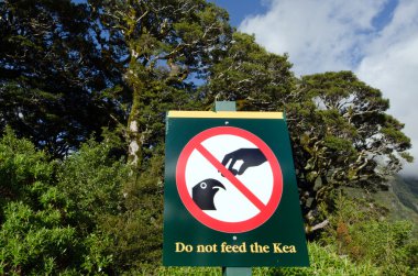 Kea - Yeni Zelanda yaban hayatı nz nzl