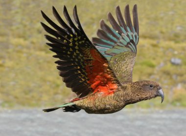 Kea - Yeni Zelanda yaban hayatı