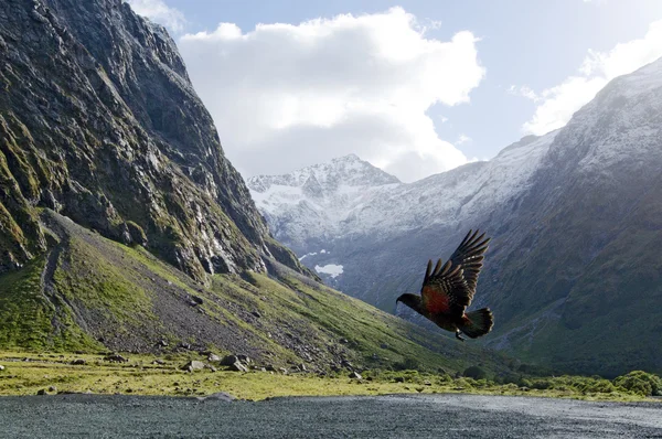 Kea - Vida silvestre de Nueva Zelanda —  Fotos de Stock