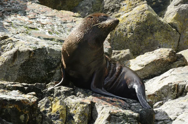 Foca de piel - Vida silvestre de Nueva Zelanda —  Fotos de Stock