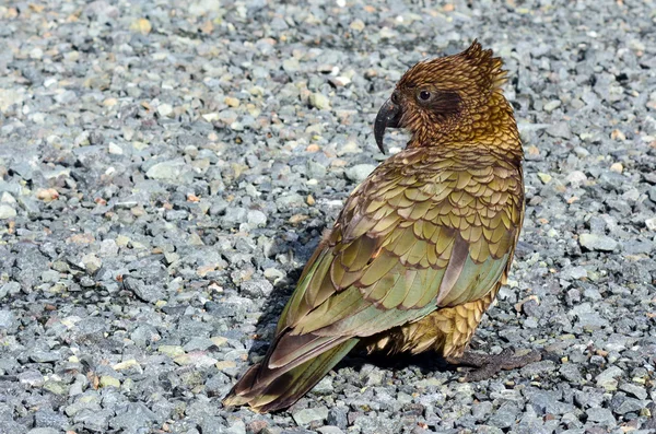 Kea - vadon élő állatok Új-Zéland — Stock Fotó