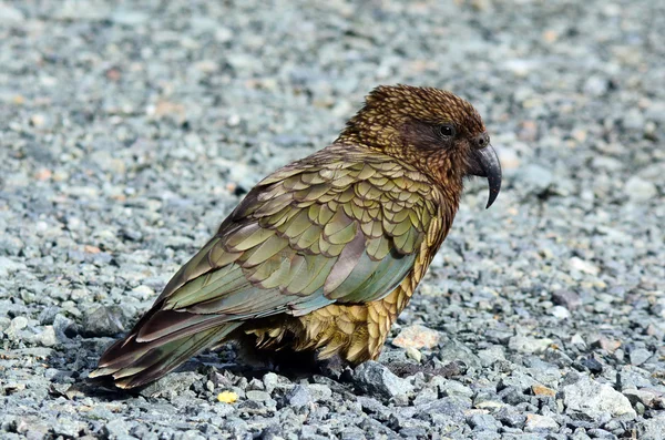 Kea - vadon élő állatok Új-Zéland — Stock Fotó