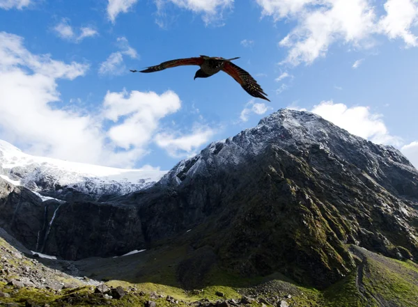 Кеа - дикая природа Новой Зеландии — стоковое фото