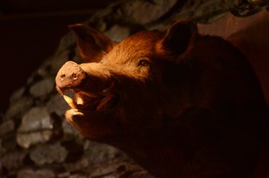 Taxidermy - Wild boar clipart