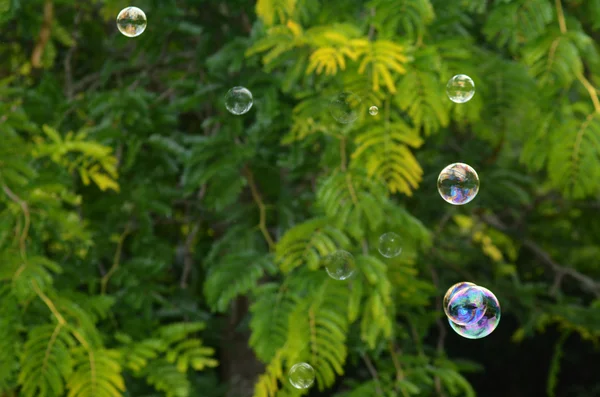 Bubbels — Stockfoto