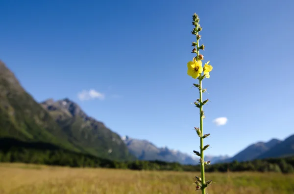 Foxglove flower — Stock Photo, Image