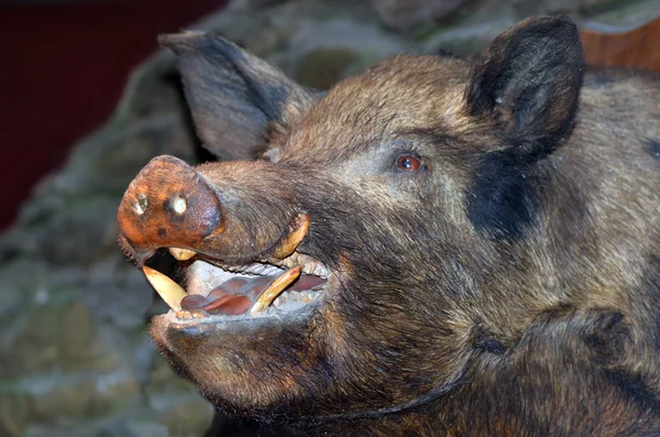 Taxidermy - Wild boar — Stock Photo, Image