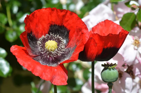 Flor de ópio — Fotografia de Stock