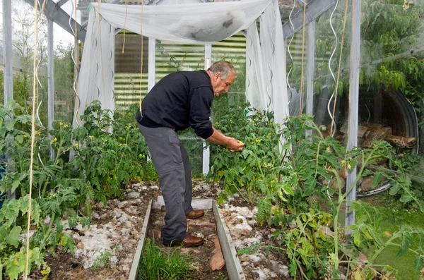 男は温室でトマトを栽培します。 — ストック写真