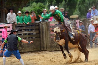 Yeni Zelanda rodeo - bull binme