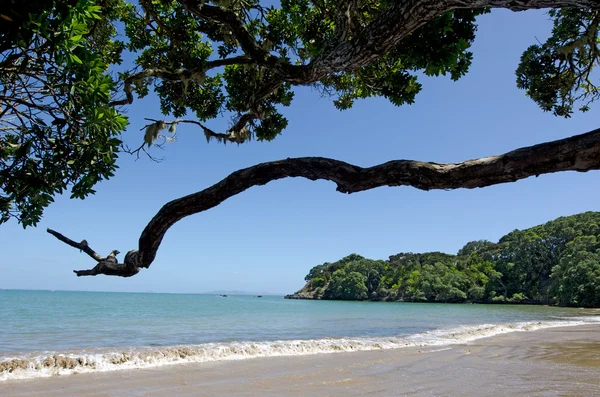 Nepochybně bay northland, Nový Zéland — Stock fotografie