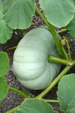 Bahçedeki balkabağı 