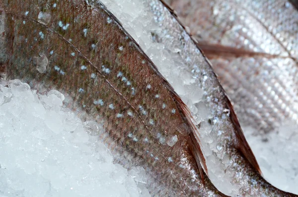 Alimentos - Peixe — Fotografia de Stock