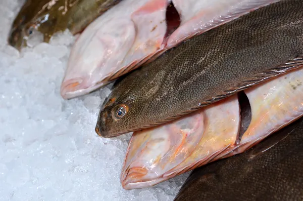 Pesce passera di mare fresco — Foto Stock