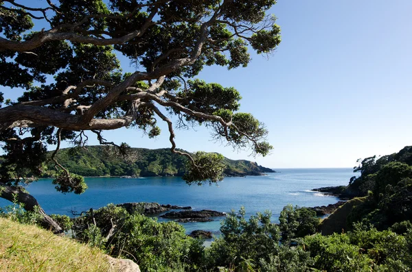 Karikari halbinsel - neuseeland — Stockfoto