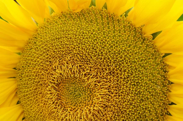 Słonecznik pyłek kwiatowy wzór — Zdjęcie stockowe