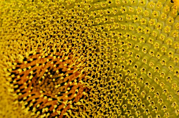 Solros pollen mönster — Stockfoto