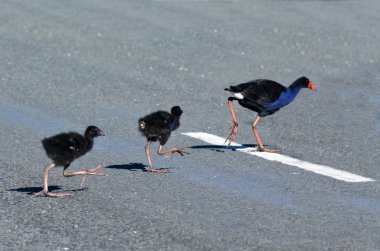 pukeko - Yeni Zelanda yerli kuşlar