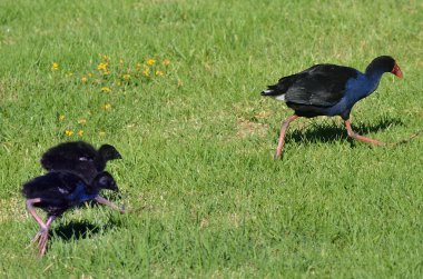 pukeko - Yeni Zelanda yerli kuşlar