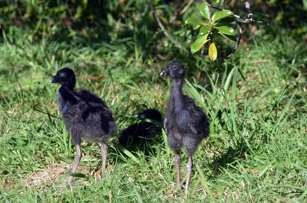 Pukeko - Pájaros nativos de Nueva Zelanda — Foto de Stock