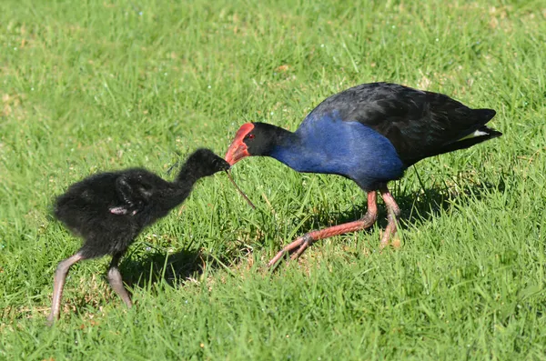 Pukeko - rodzime ptaki Nowej Zelandii — Zdjęcie stockowe