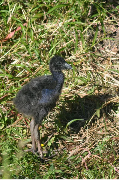 Pukeko - Pájaros nativos de Nueva Zelanda — Foto de Stock