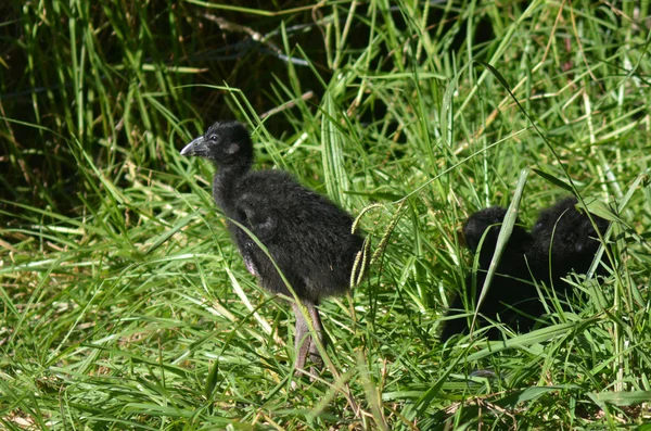 Pukeko - Pájaros nativos de Nueva Zelanda — Foto de Stock