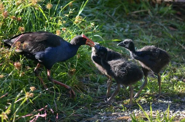 ニュージーランドのネイティブの鳥プケコ- — ストック写真