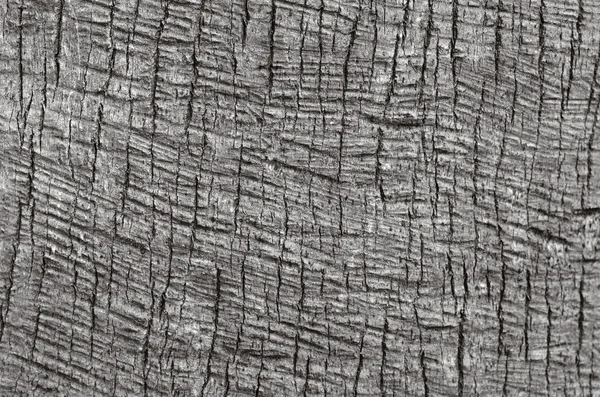 Palm tree trunk background texture — Stock Photo, Image