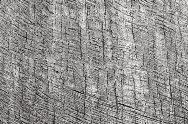 Palmiye ağacının arka plan dokusu — Stok fotoğraf